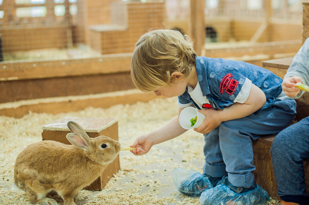 Pet Ownership in Early Childhood